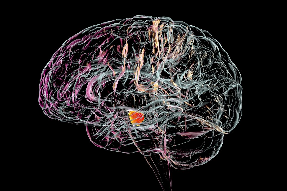 Substantia nigra im Gehirn