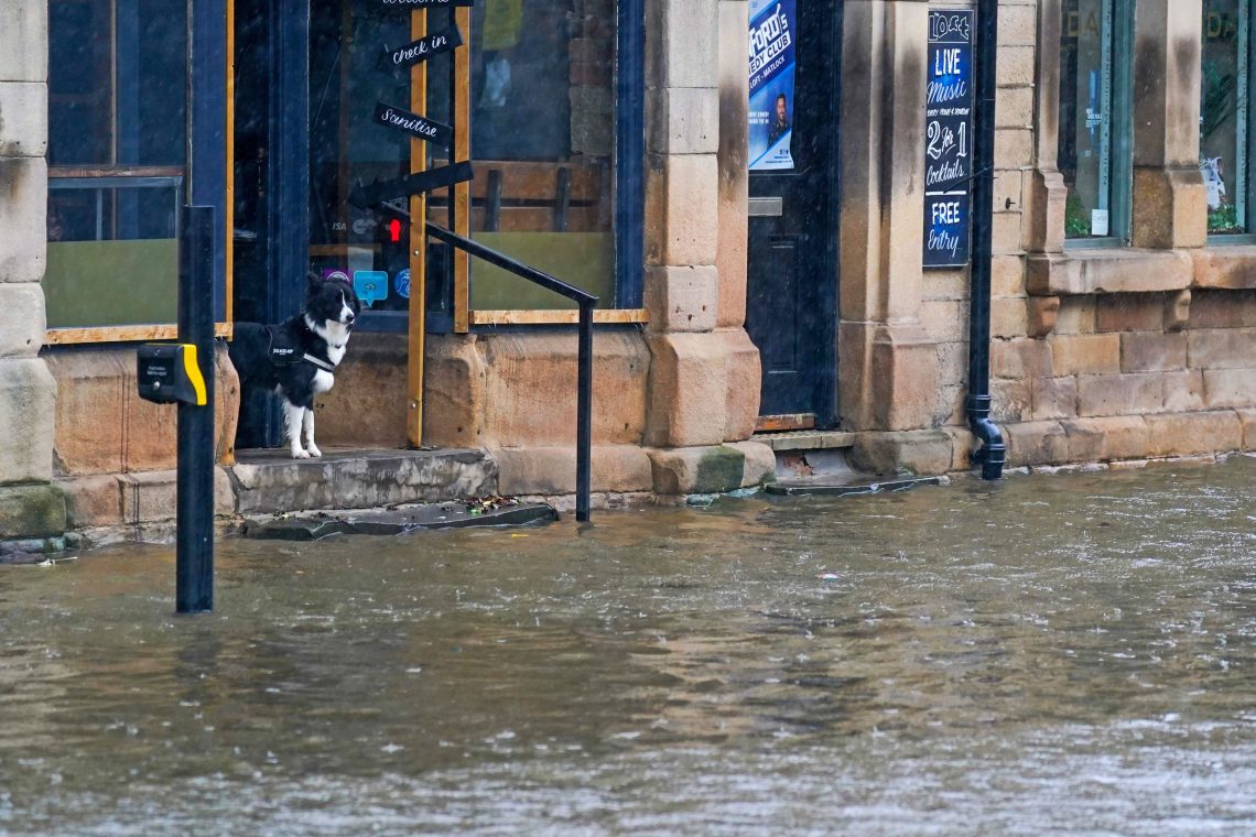 Hund bei Hochwasser in England