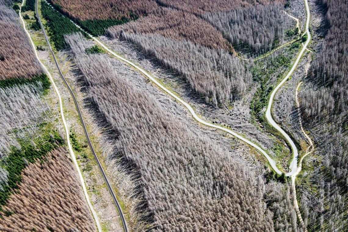 Folgen des Klimawandels: Trockenheit und Dürre vernichteten die Holzernte im Harz