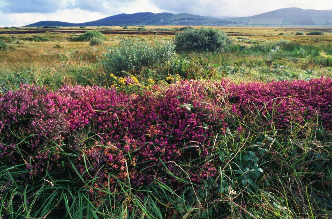 Torfmoor in County Kerry