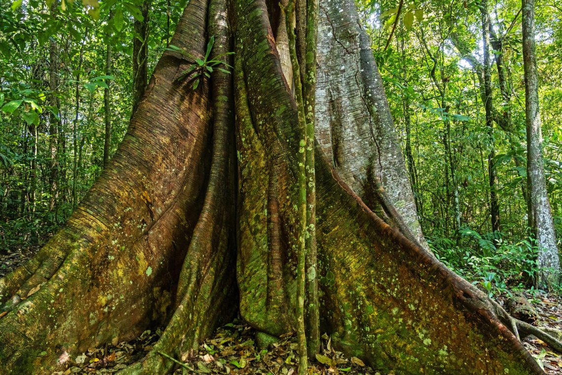 Regenwald in Suriname