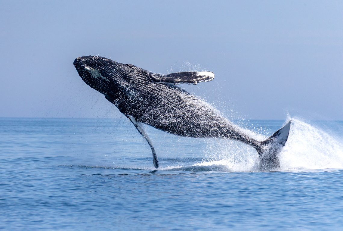 Ein Grauwal springt aus dem Meer