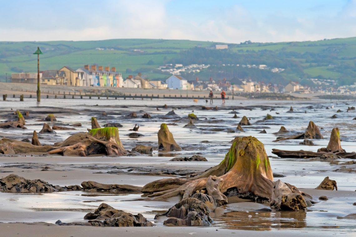 Prähistorische Baumstümpfe an einem Strand in Wales