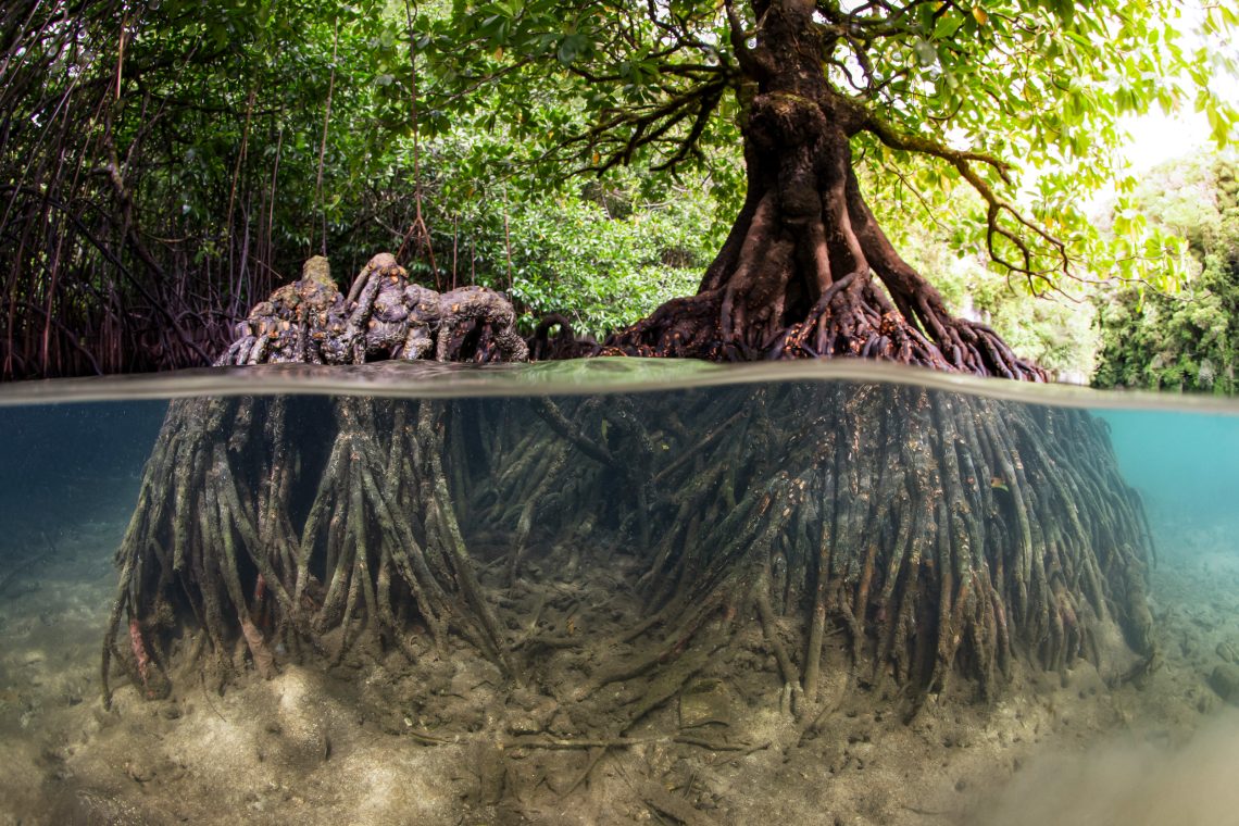 Mangroven im Wasser