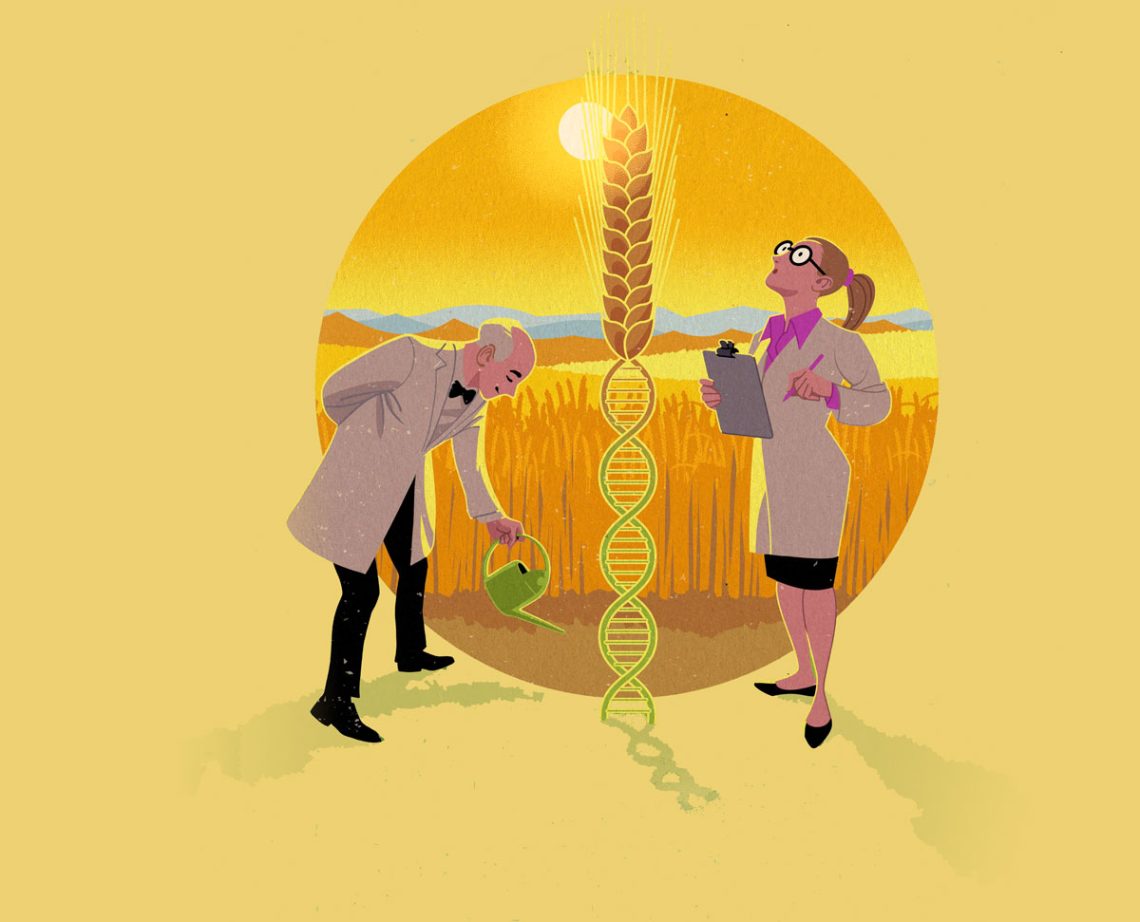 Illustration zweier Wissenschaftler vor einer Maispflanze die in eine DNA-Doppelhelix übergeht