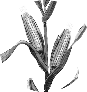 Illustration einer Maispflanze