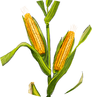 Illustration einer Maispflanze