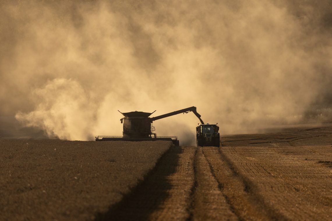 Foto der Weizenernte in Großbritannien 2022. Es staubt so sehr, dass die Erntemaschinen kaum zu erkennen sind