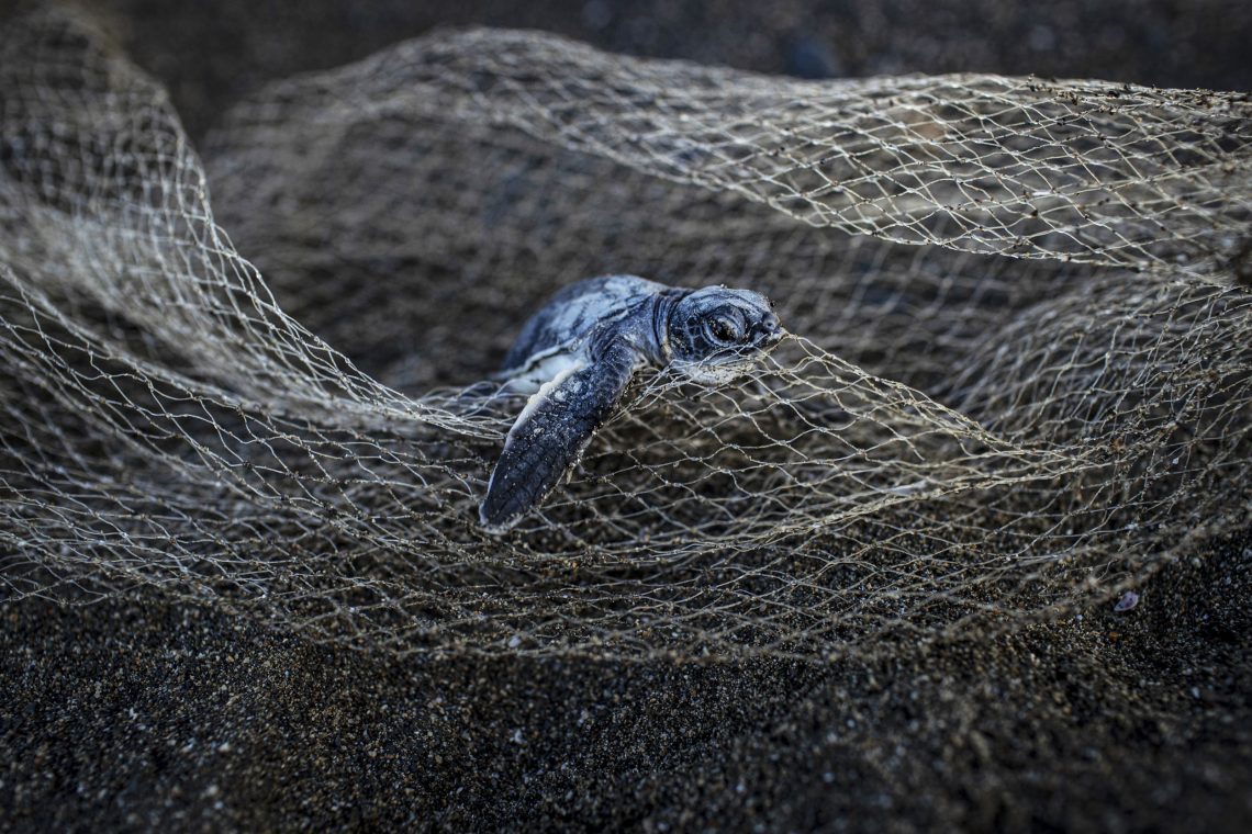 Eine frisch geschlüpfte Meeresschildkröte hat aufgrund von Plastikmüll am Strand von Samandag in Hatay, Türkei Probleme, ins Meer zu kommen