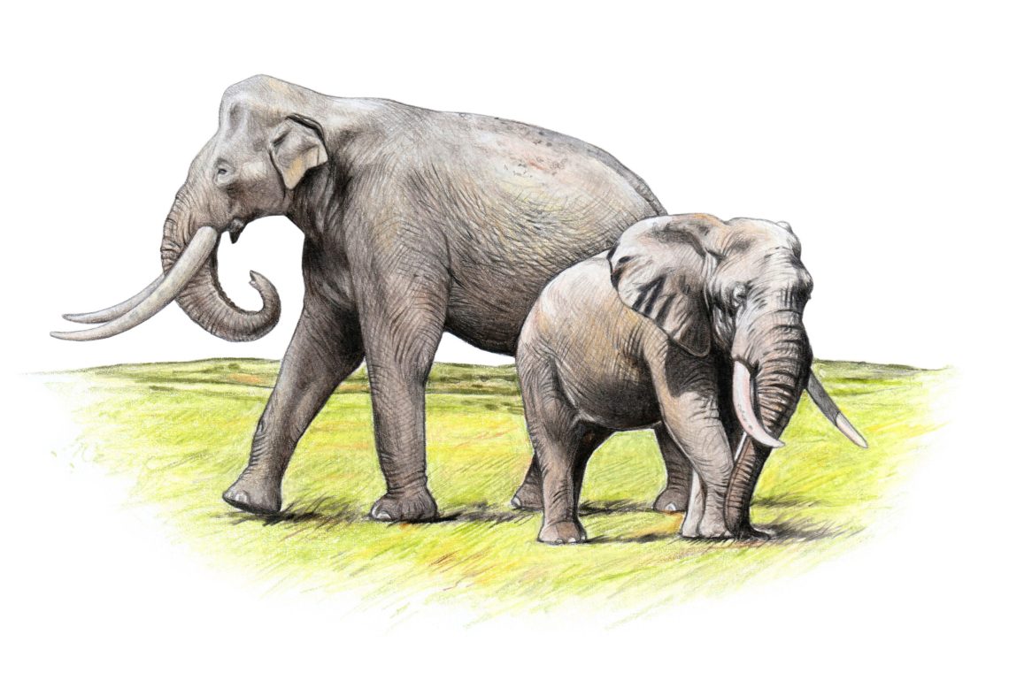 Klima und Evolution: Illustration von zwei Elefanten, der eine größer der andere kleiner, die in einer grünen Graslandschaft stehen.