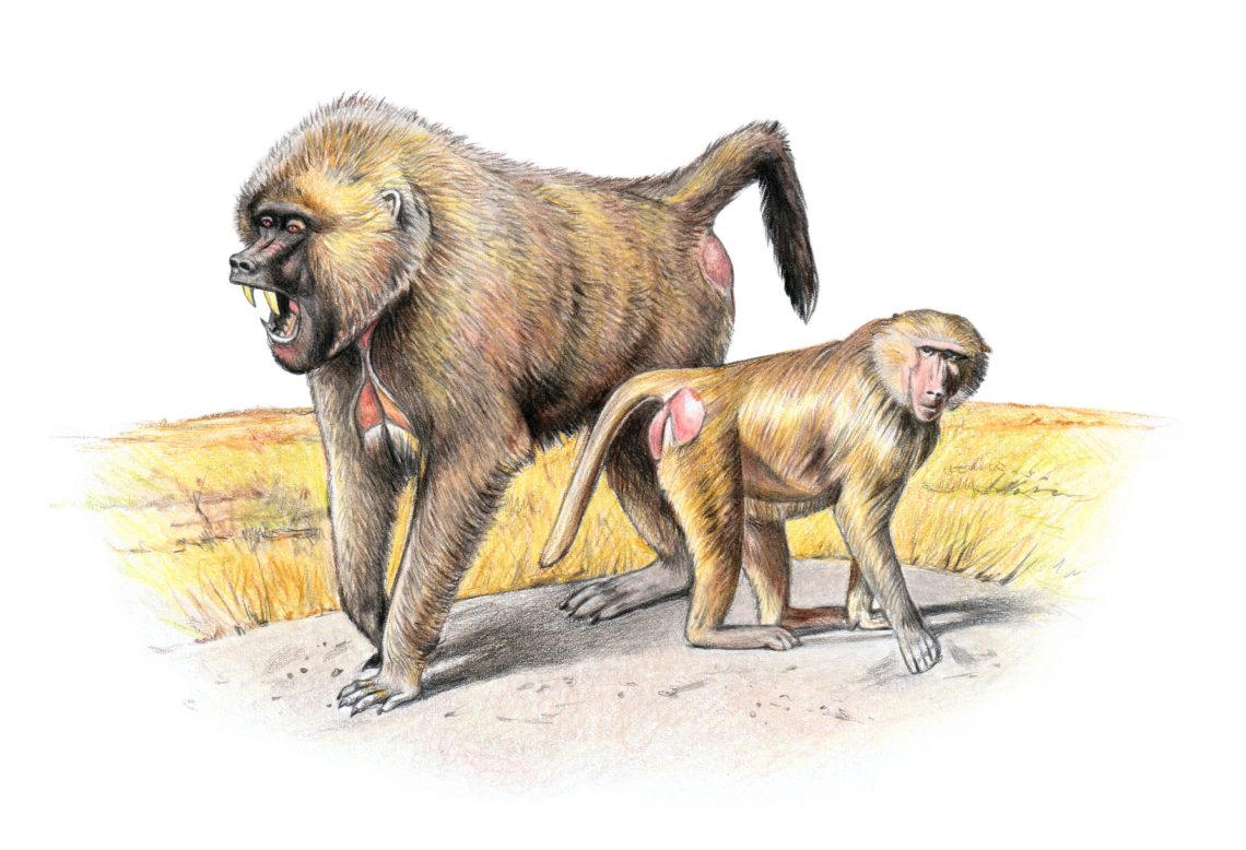 Illustration von zwei Pavianen, der eine groß mit aufgerissenem Maul und großen Reißzähnen, der andere klein, in einer Savannen-Landschaft.