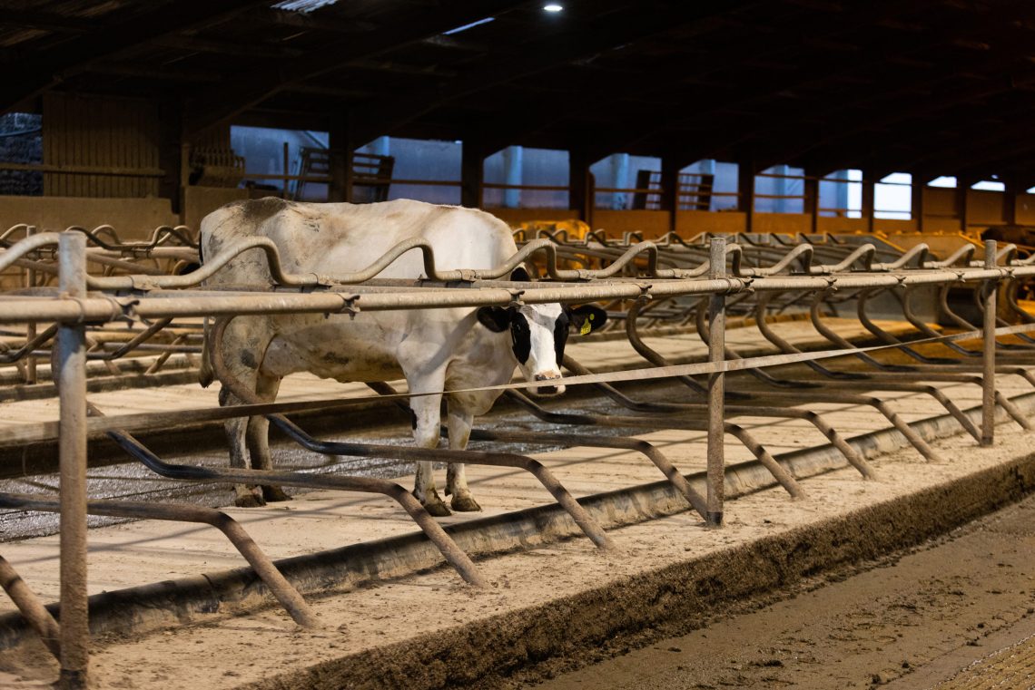 Foto einer einzelnen Kuh in der Fütterungsanlage eines Stalls.