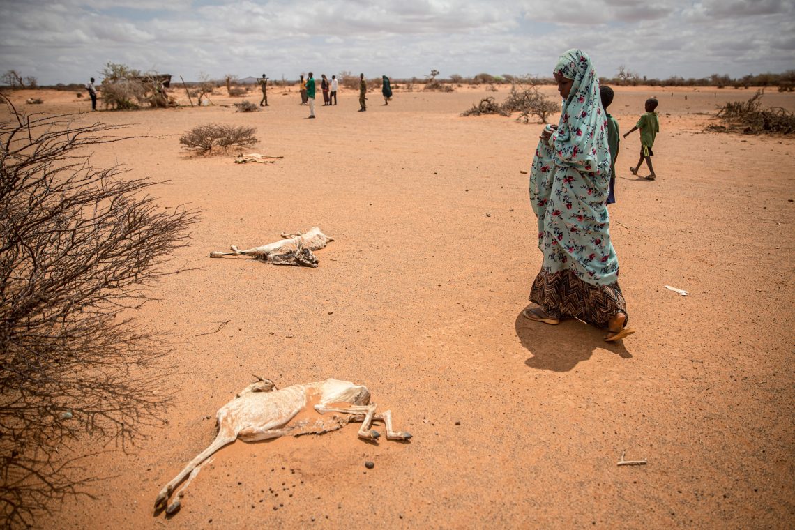 Armut: Foto eines Mädchens in Somalia, die auf die Kadaver verdursteter Ziegen blickt.