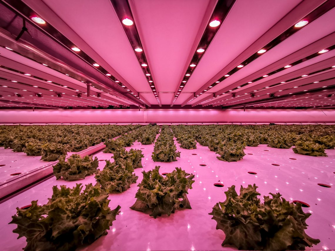 Ein in rosa Licht getauchtes Foto von Salatköpfen, die an einer Wand wachsen und durch Licht von Strahlernn auf einer gegenüberliegenden Wand beleuchtet werden. Die Anlage wird mit Geothermie betrieben.