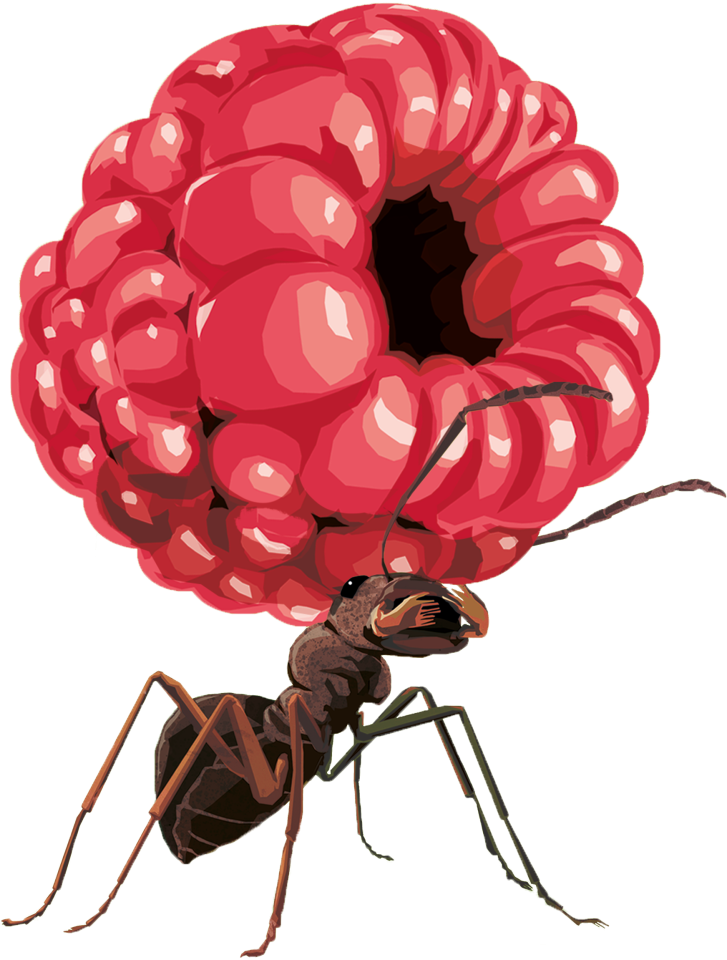 Eine Ameise trägt eine Himbeere.