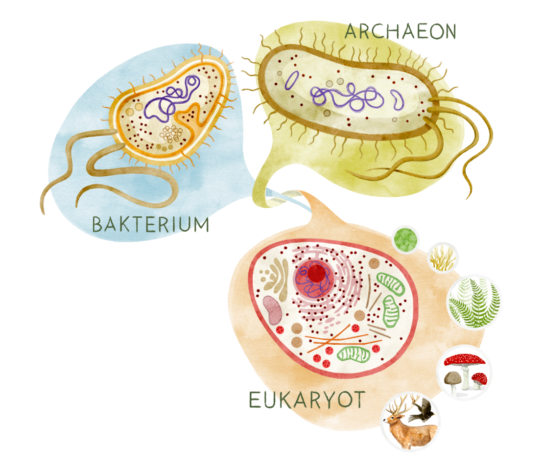 Darstellung der Verbindung von Archaeen und Bakterien, die Eukaryoten ermöglichte.