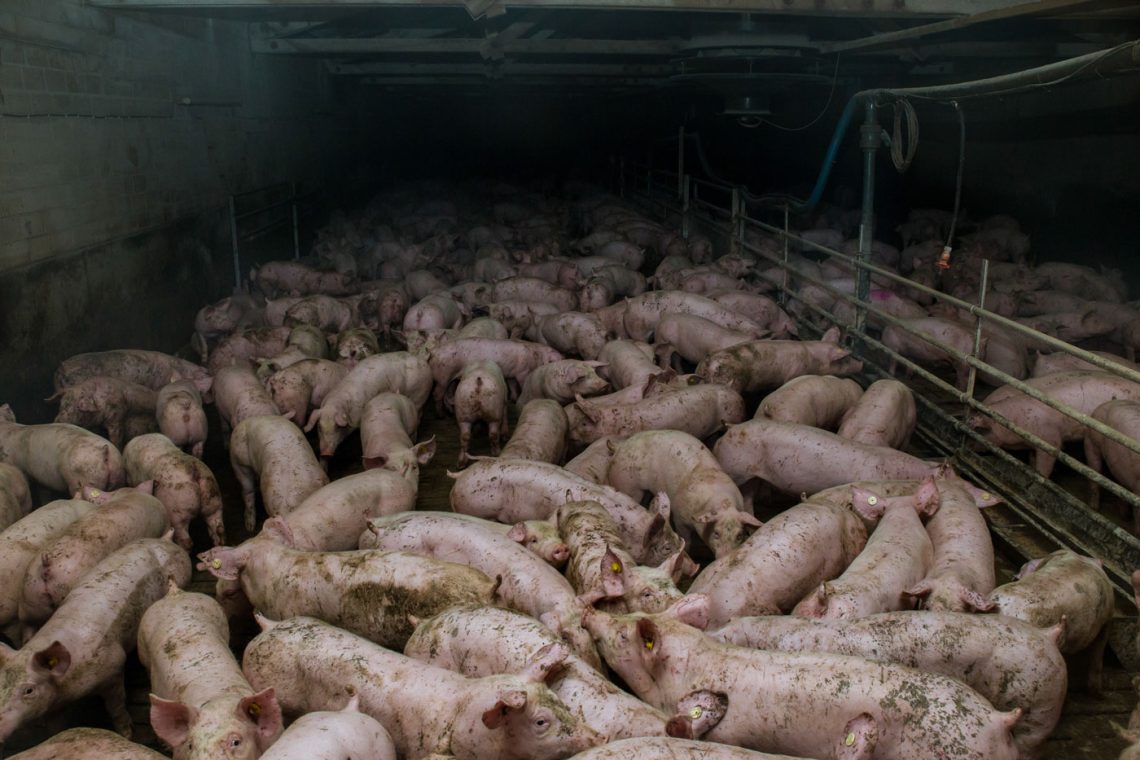 Schweine in Massentierhaltung in Deutschland, 2014