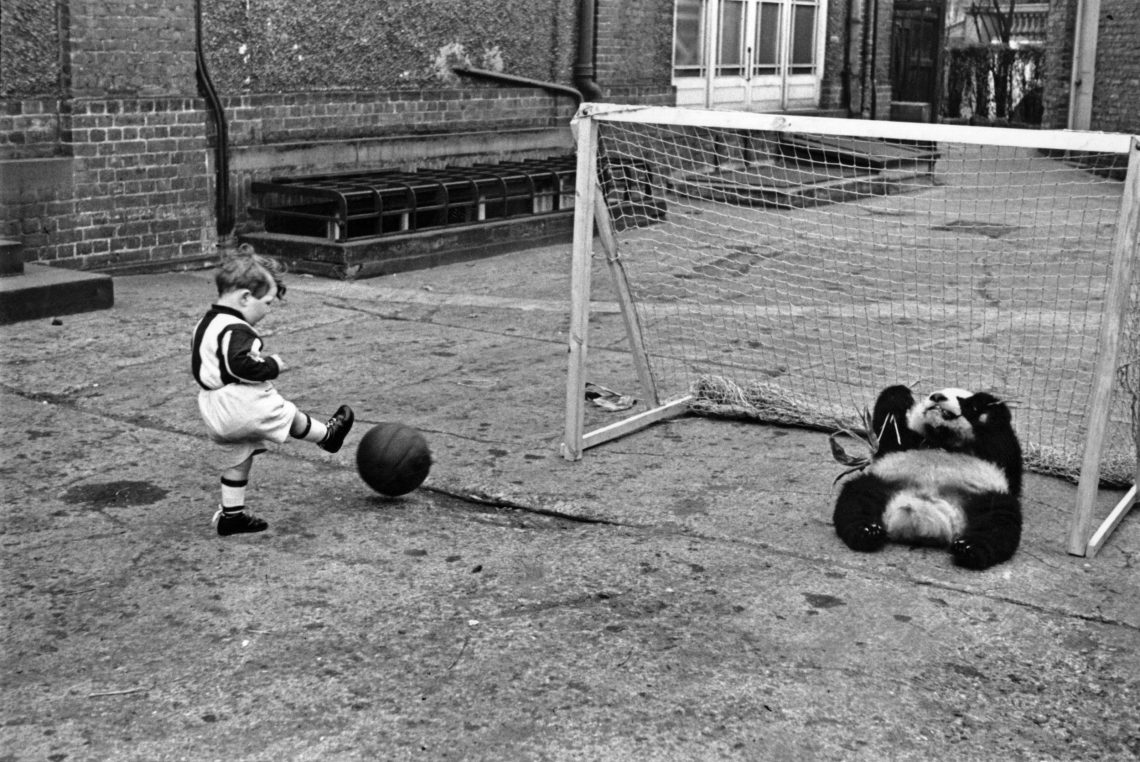 Panda Ming und kleiner Junge beim Fußballspielen, 1939