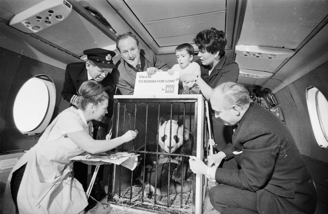 März 1966: Der Große Panda Chi-Chi verlässt den Londoner Zoo und reist nach Moskau – für eine Paarungsexpedition