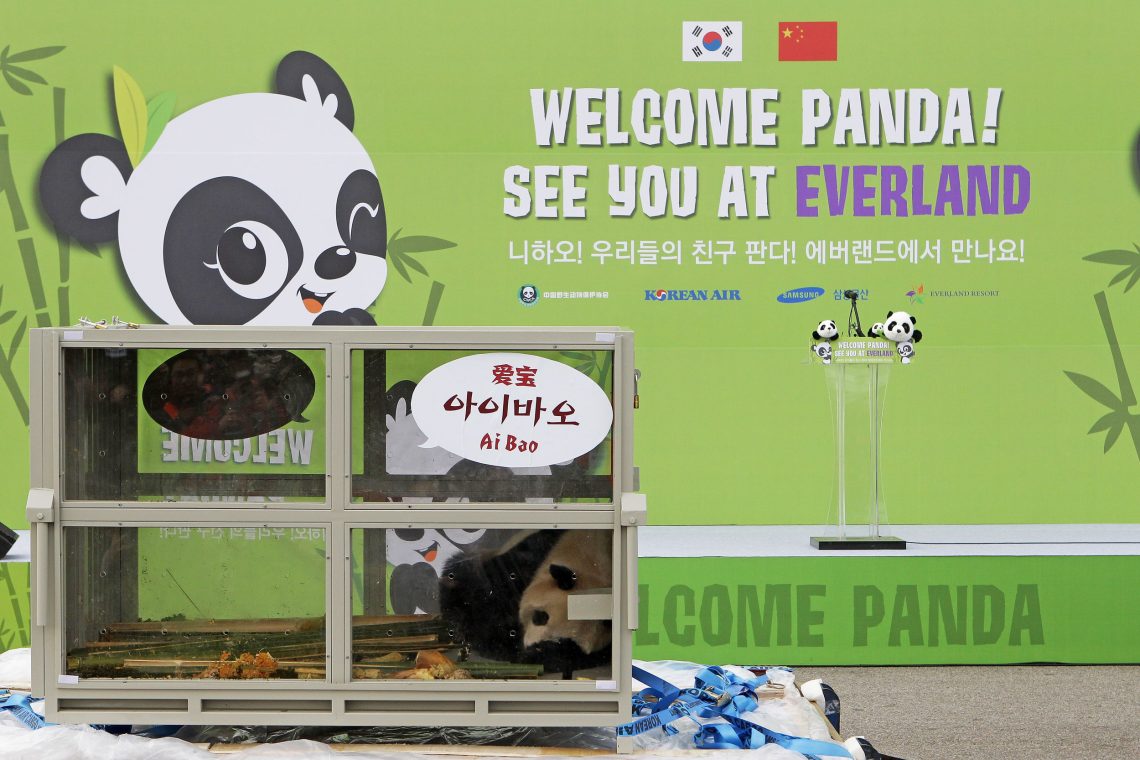 üdkorea, 2016: Ein Panda namens Aibao im Frachtterminal des internationalen Flughafens Incheon