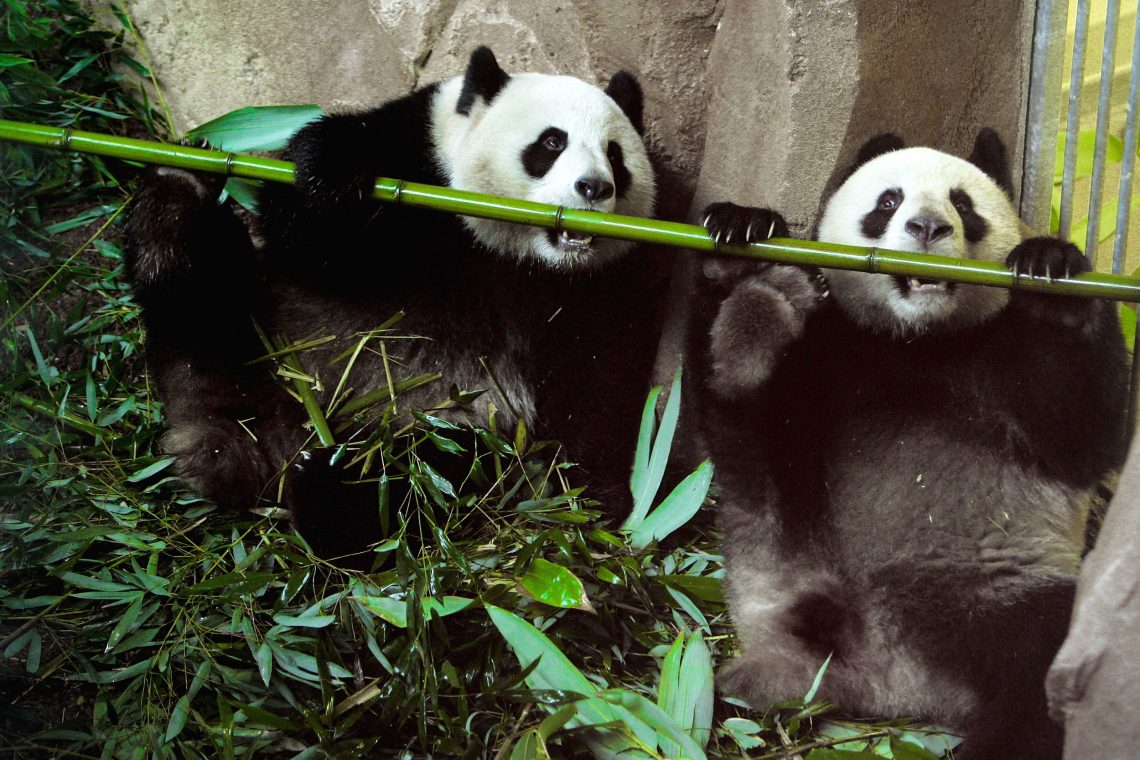 Yuan Zi und Huan Huan, zwei Riesenpandas, im Zoo Parc De Beauval in Frankreich, Januar 2012