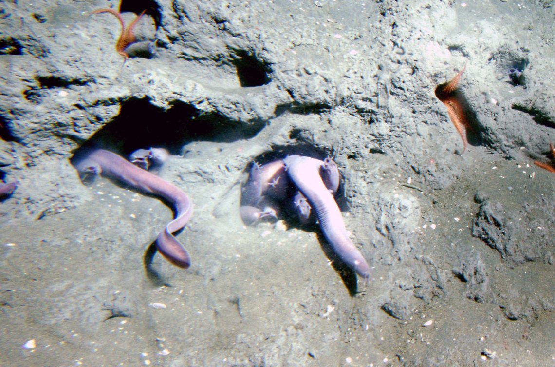 Schleimaale (Eptatretus stoutii) in 150 Metern Tiefe. Das Bild illustriert einen Beitrag, in dem es darum geht, dass hässliche Tiere schneller aussterben. Der Beitrag ist Teil einer Serie über Artenschutz und Artensterben.