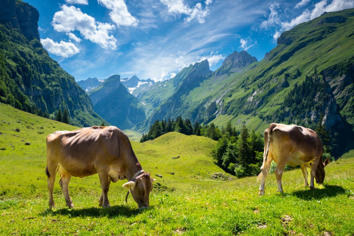 Ein idyllisches Landschaftsbild mit grasenden Kühen auf grüner Weide vor einer Bergkulisse der Ebenalp.