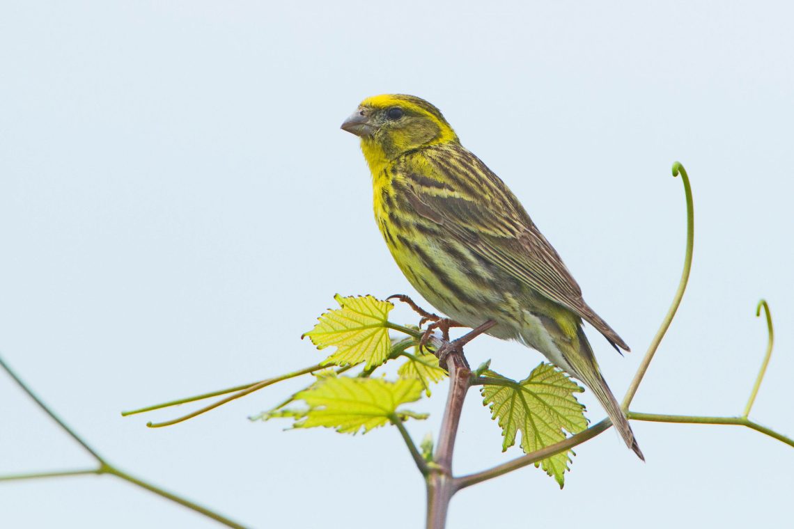Ein Vogel mit gelb-braunem Gefieder sitzt auf einem Weinlaub. Der Girlitz gehört zu den bedrohten Arten in Österreich.