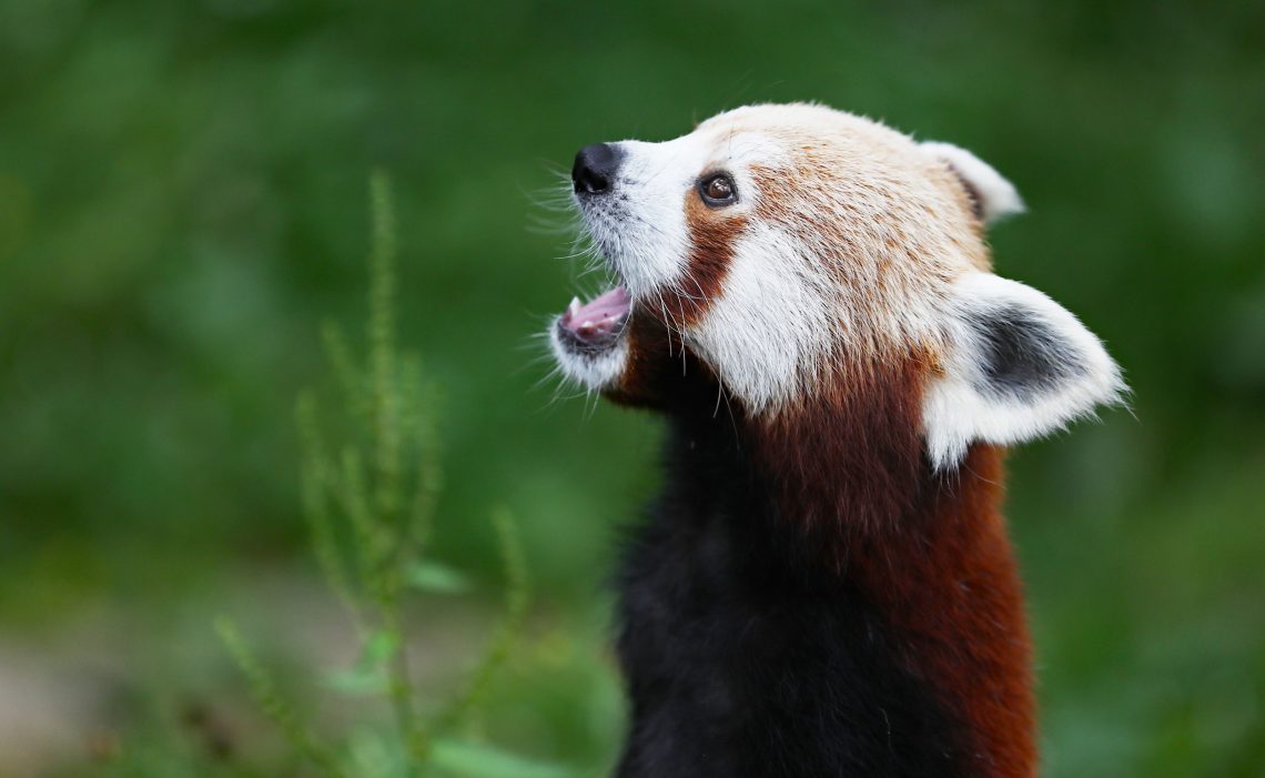 Ein Tier mit einem weiß-roten Fell hat das Maul geöffnet und scheint zu rufen. Der Rote Panda gehört zu den einzigartigen Tieren, deren Schutz wichtig ist.