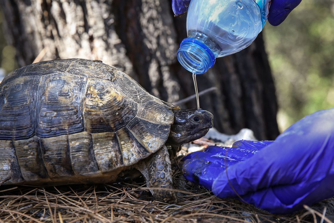 Eine Schildkröte wird mit Wasser aus einer blauen Plastikwasserflasche gereinigt. In dem Beitrag zu diesem Bild geht es um Artenschutz bzw. die Ursachen des Artensterbens in Österreich und global. Schildkröten sind Wildtiere, die besonders unter den Folgen des Klimawandels leiden. 