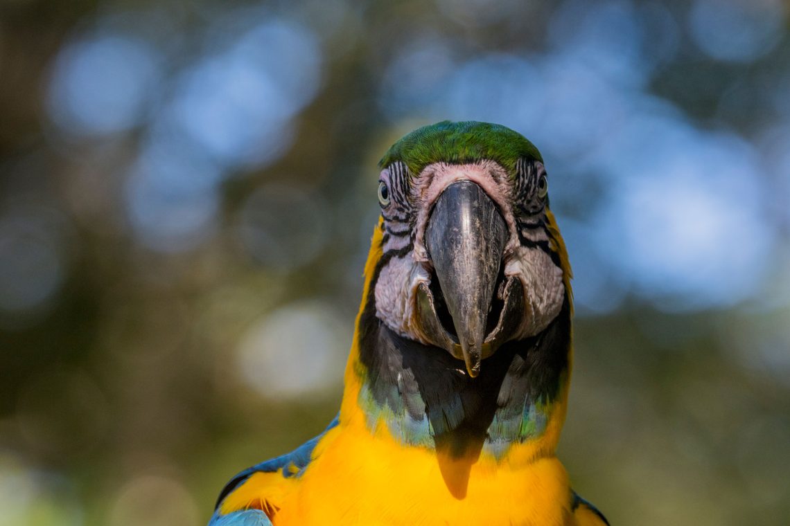 Porträt eines Papageienvogels mit gelben, blauen, grünen, schwarzen und blauen Federn. Der Ara gehört zu den Tieren, die noch nicht vom Aussterben bedroht sind.