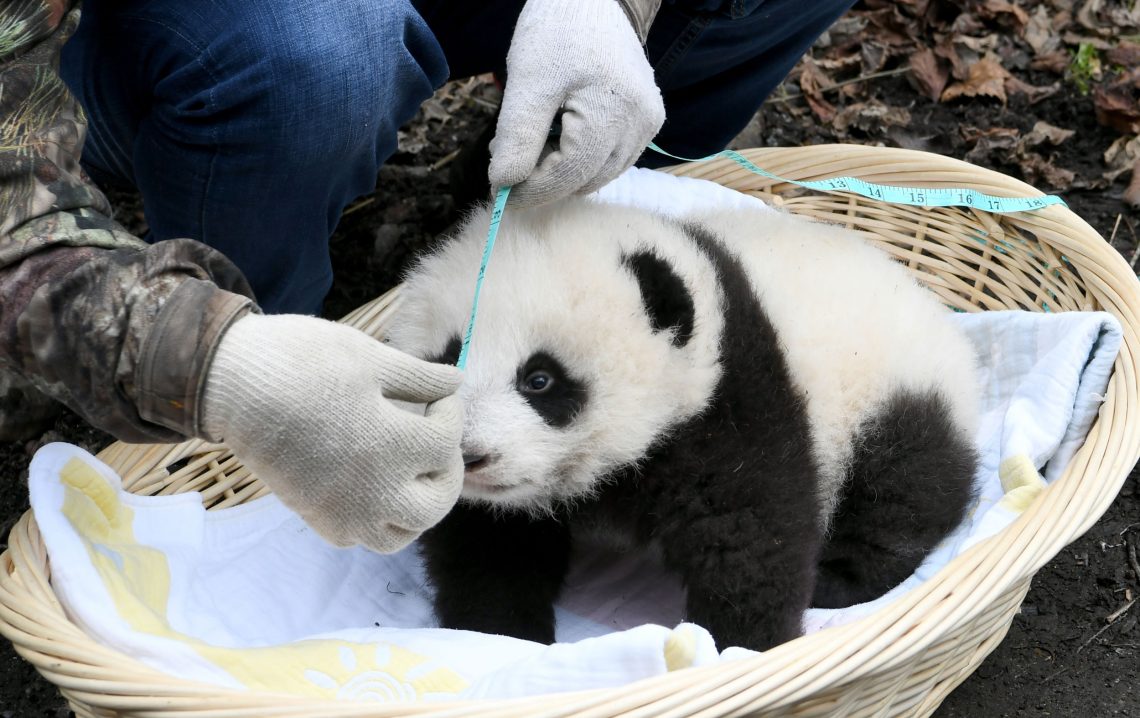 Foto eines jungen schwarz-weißen Panda, der in einem Korb sitzt und dessen Kopflänge mit einem Maßband gemessen wird.