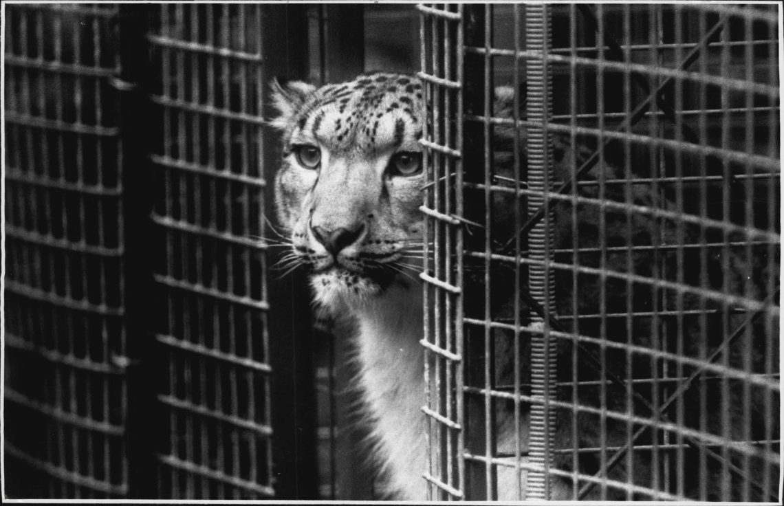 Schwarz-weiß Foto eines Leoparden hinter Gittern.