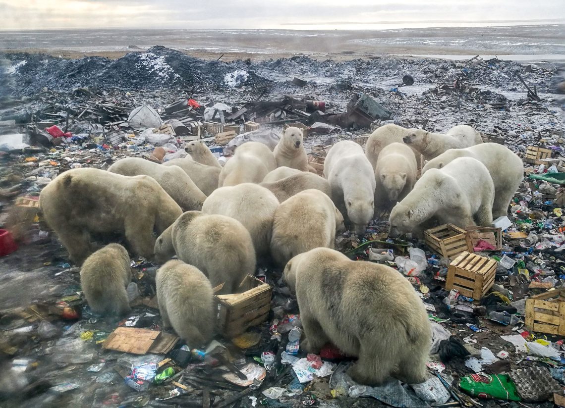 Foto einer Gruppe von Eisbären auf einer Müllhalde. Das Bild soll zeigen, was Aussterben für einzelne Wildtierarten wie Panda und Polarbär bedeutet.