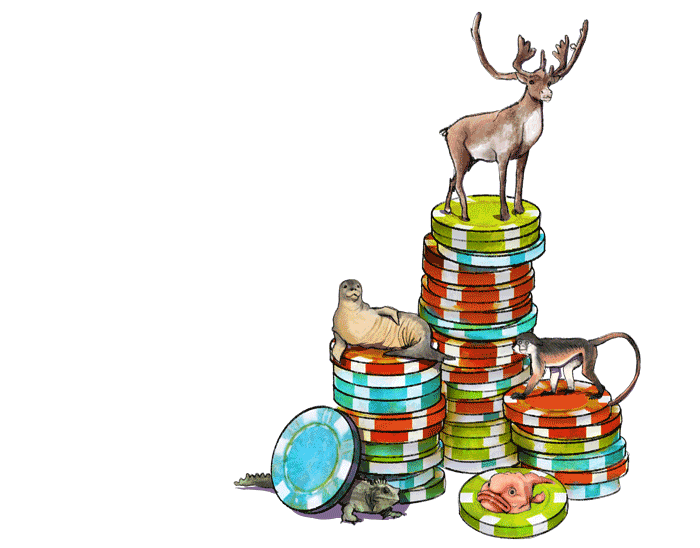 Illustration gefährderter Tierarten auf Pokerchips