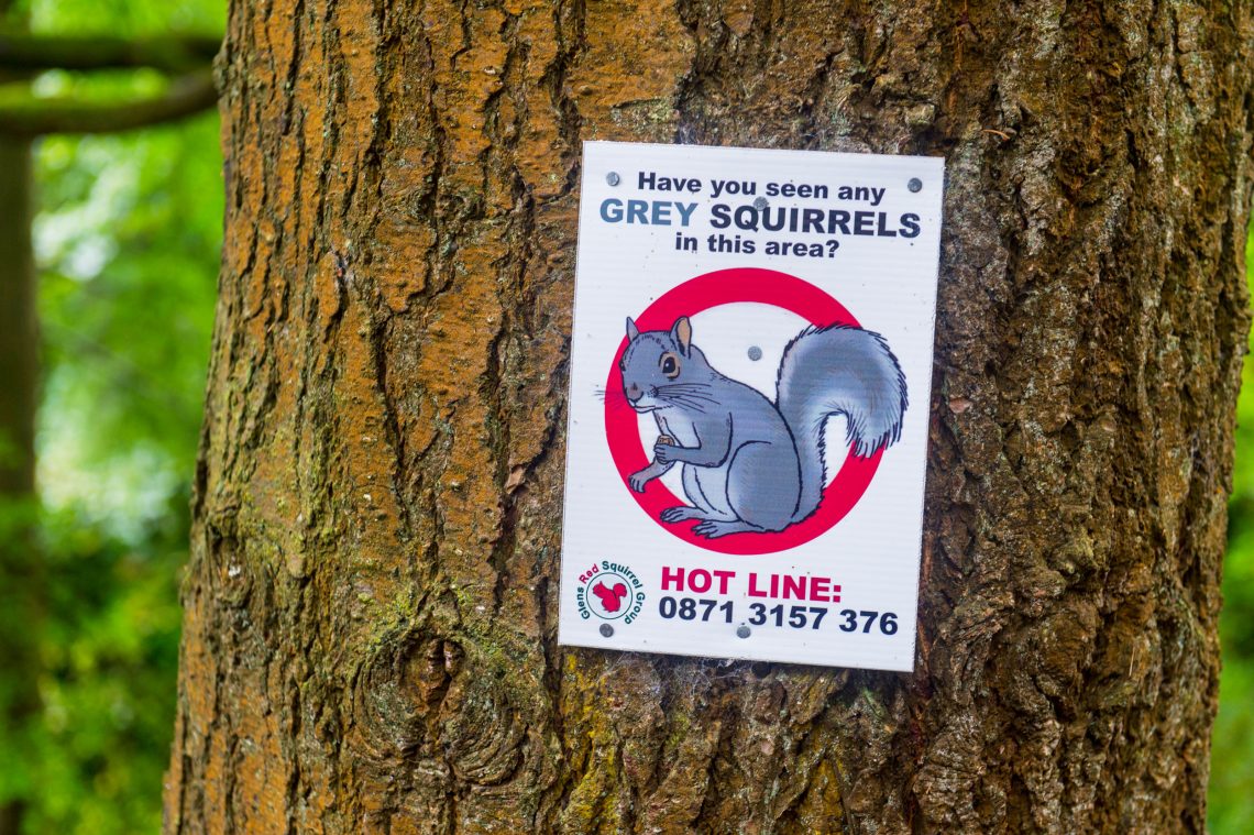 Schild in einem Wald in Nordirland mit einer Hotline zur Meldung gesichteter Grauhörnchen