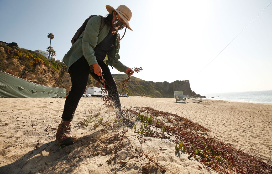 Kalifornien, 2019: Sara Cuadra von der Bay Foundation entfernt Eispflanzen, eine invasive Spezies, am Westward Beach in Point Dume