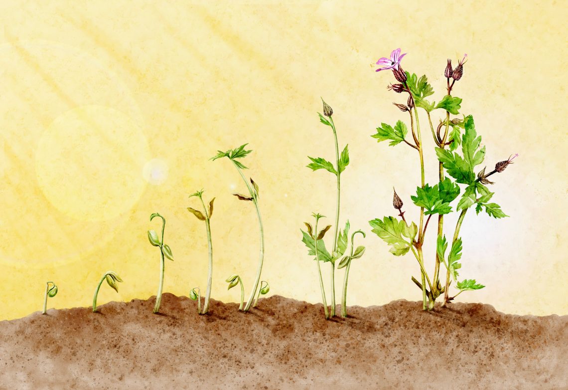 Illustration der Wachstumsphasen einer Pflanze