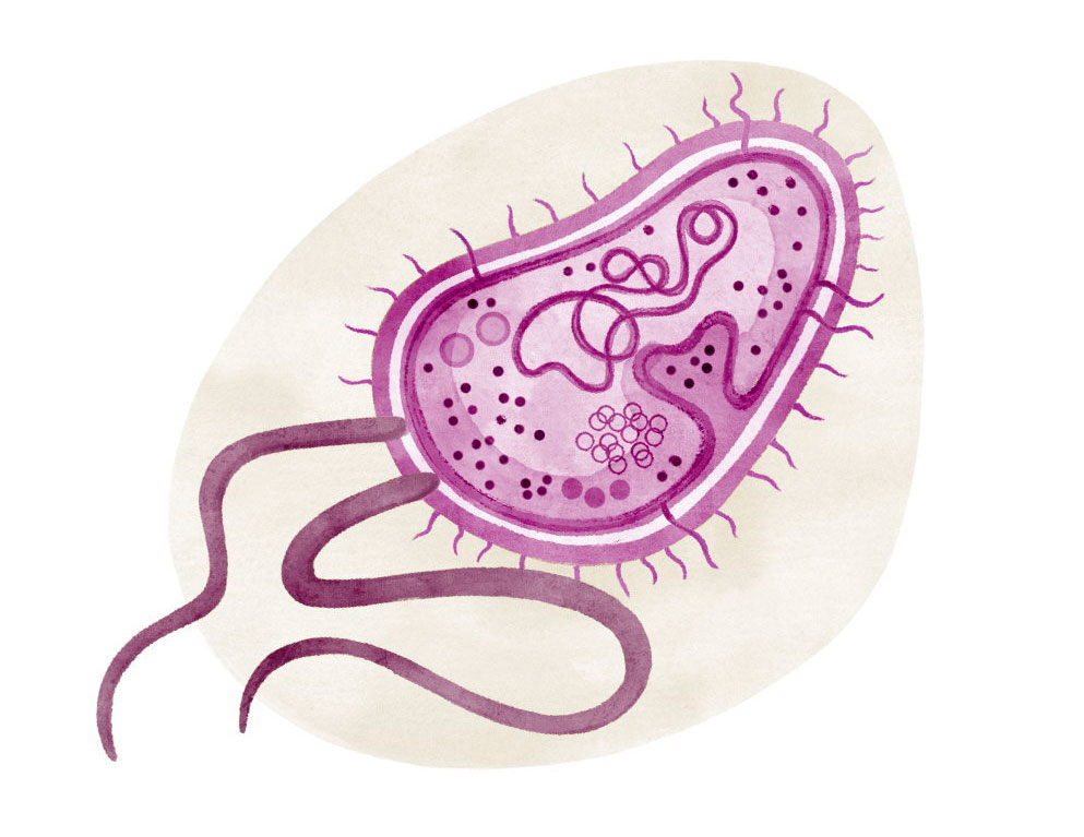 Illustration eines Purpurbakteriums