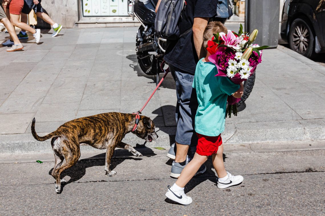 Ein Hund und ein kleiner Junge mit Blumen gehen auf einem Gehsteig. Das Bild ist Teil eines Beitrags über Blumen am Muttertag.