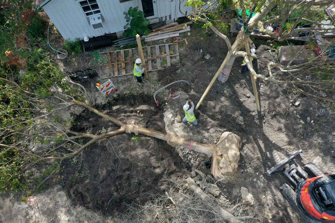 Foto von Arbeitern die einen Baum pflanzen wobei man die Wurzelballen sieht. Das Foto ist aus der Vogelperspektive aufgenommen. Das Bild illustriert einen Beitrag über die Photosythese.