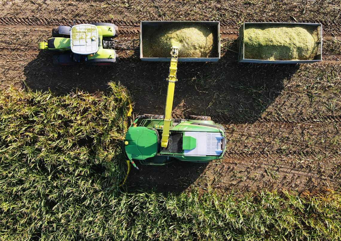 2021, Brandenburg: Ein Feldhäcksler erntet Maispflanzen für eine Biogasanlage