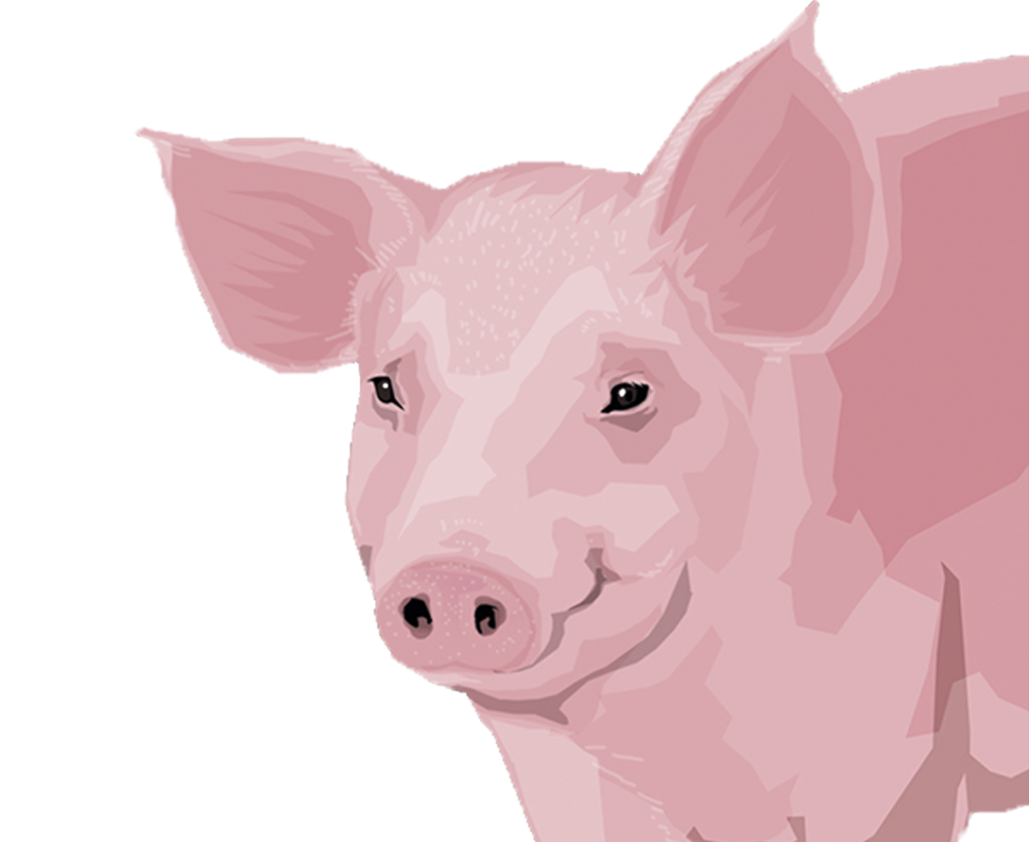 Illustration eines Mastschweins.