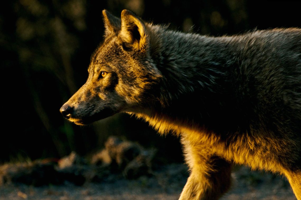 Ein Wolf im Abendlicht.