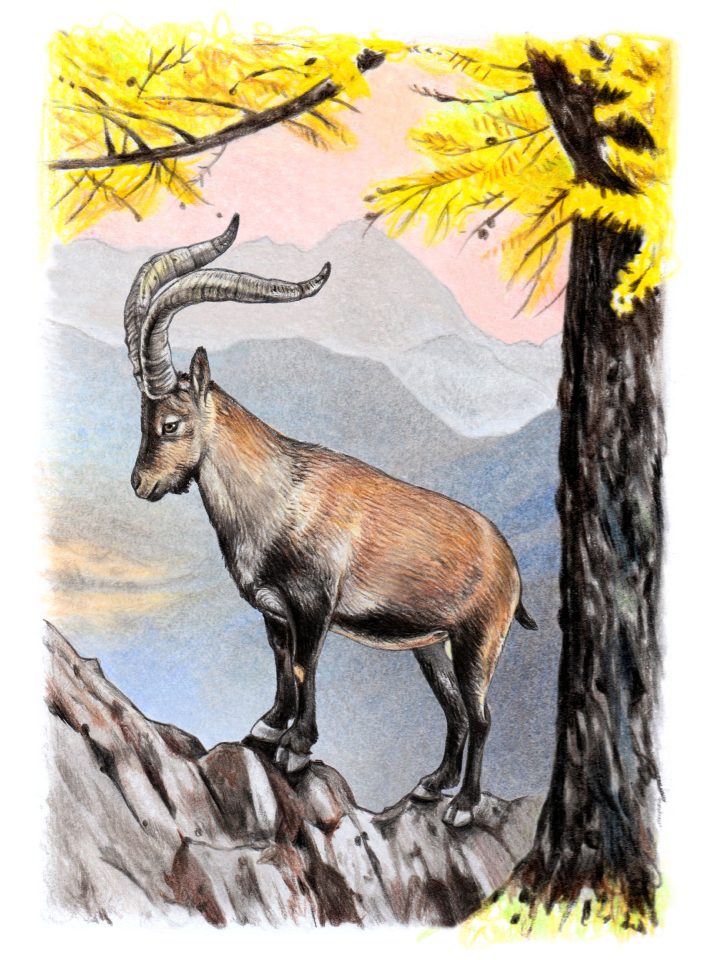 Eine Illustration, die den Pyrenäen-Steinbock darstellt.