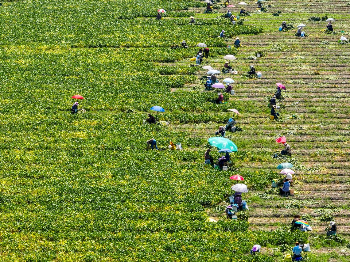 Luftaufnahme von chinesischen Bauern, die unter Sonnenschirmen Sojabohnen ernten.