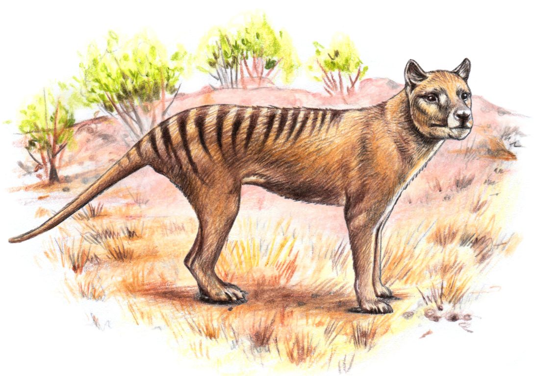 Eine Illustration, die einen tasmanischen Tiger zeigt.