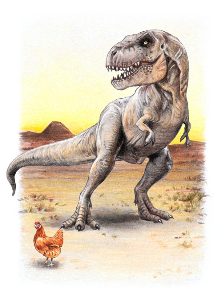EIne Illustration, die einen Tyrannosaurus rex und ein Huhn zeigt.