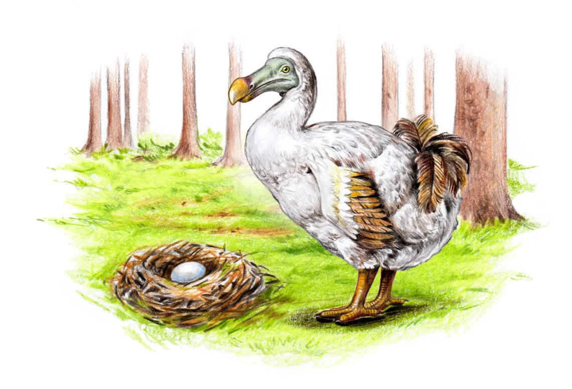 Illustration eines Dodos vor einem Nest mit Eiern für ein Dossier über das Klonen von ausgestorbenen Arten.
