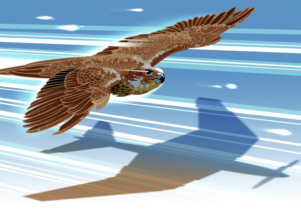 Die Illustration zeigt einen Habicht, dessen Schatten eine Flugdrohne darstellt. Das Bild illustriert einen Artikel über Flugdrohnen, die nach dem Vorbild des Habichts gebaut sind.